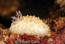 Gold lace nudibranch. Taken @ Sharks Cove, Oahu Hawaii wi... by Stuart Ganz 